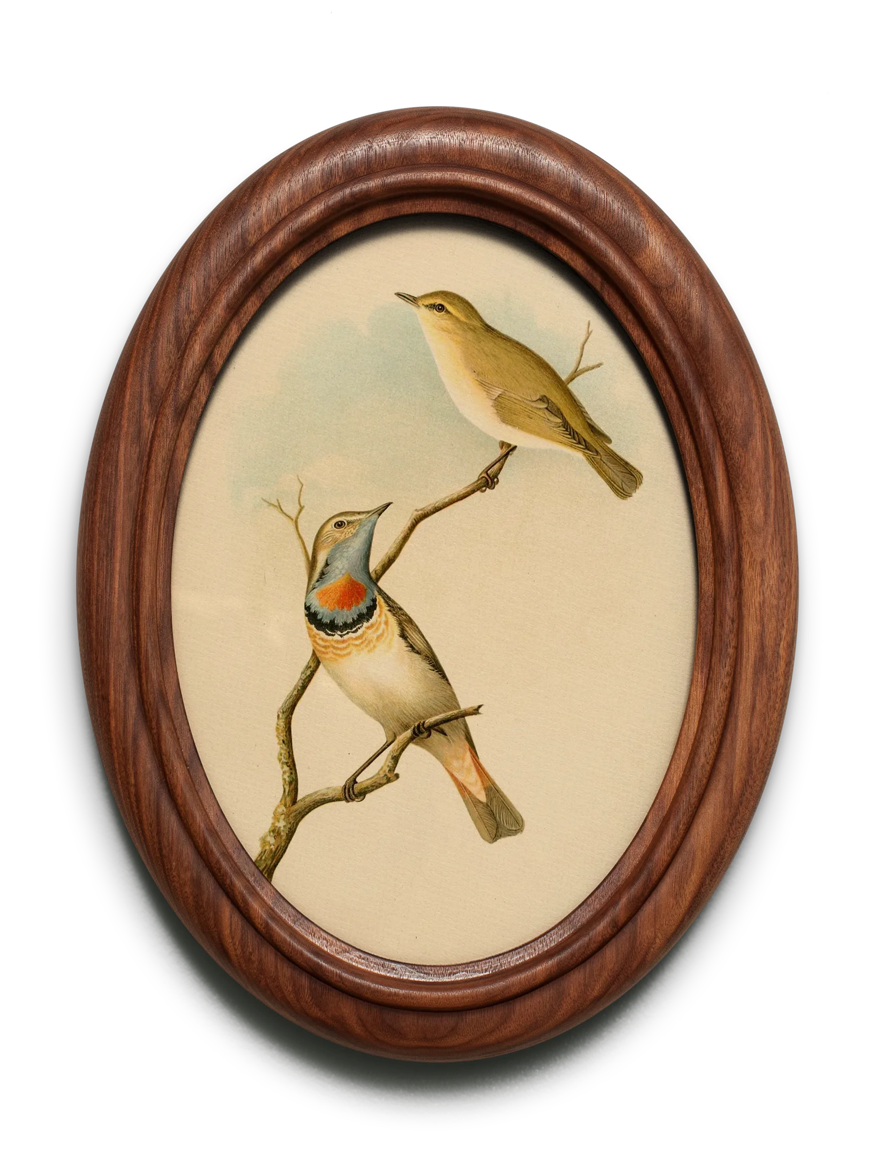 Framed photo of two warblers.